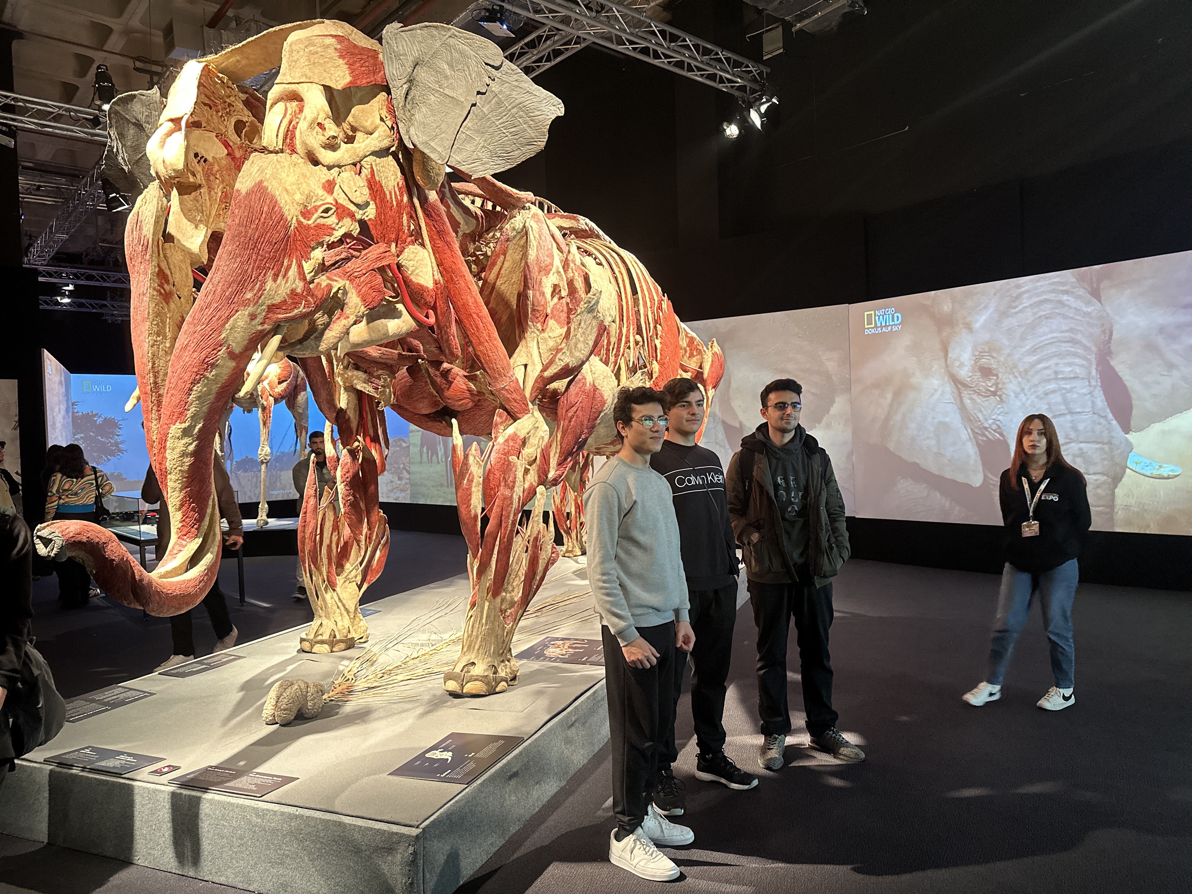 Gerçek hayvanların anatomi sergisinde 32 ton ağırlığındaki fil Samba İstanbulluların ilgi odağı oldu-8406