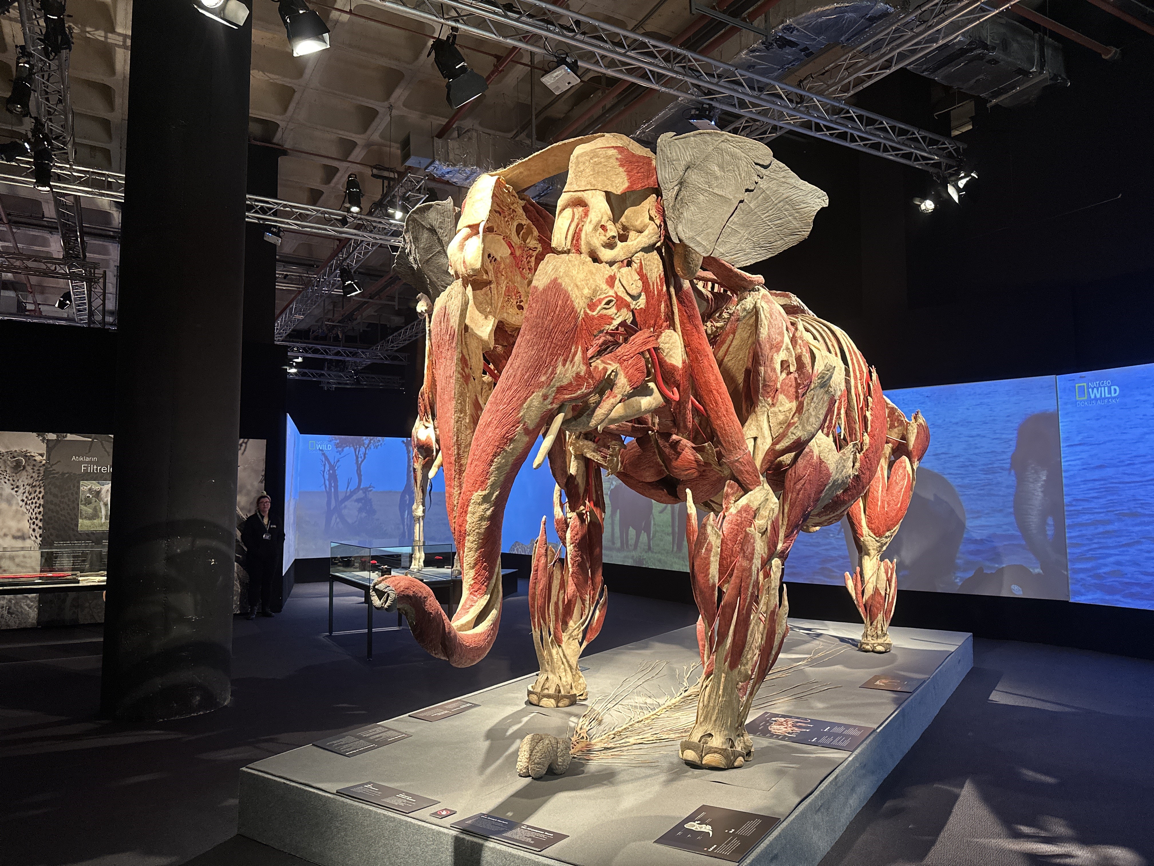 Gerçek hayvanların anatomi sergisinde 32 ton ağırlığındaki fil Samba İstanbulluların ilgi odağı oldu-8408